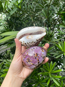 เปลือกหอยไทเกอร์คาวรีแบบเทอร์โบเชลล์พร้อมลวดลายแกะสลักสำหรับงานฝีมือ ตกแต่งชายหาด งานแต่งงาน เครื่องประดับ - CARYLN - Product Image 6