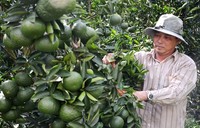 Verse Sappige Zoete Groene Sinaasappelen Van Vietnam Premium Kwaliteit Citrusvruchten Voor Export Internationale Markt Klaar