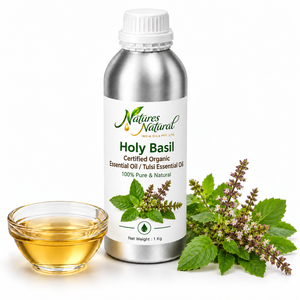Huile Essentielle de Tulsi (Basilic Sacré) Biologique Certifiée Ocimum Sanctum 100% Pure Distillée à la Vapeur pour Aromathérapie, Cosmétiques, Parfumerie, Vente en Gros - Product Image 1
