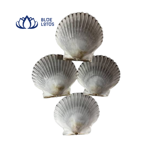 เปลือกหอยเชลล์ธรรมชาติสีน้ำเงินลายริ้ว สำหรับงาน DIY ตกแต่งบ้านและเสริมฮวงจุ้ย - Product Image 1