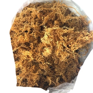 ผงมอสทะเลสีทองแบบไม่ใส่เกลืออบแห้งจากเวียดนาม - Product Image 1