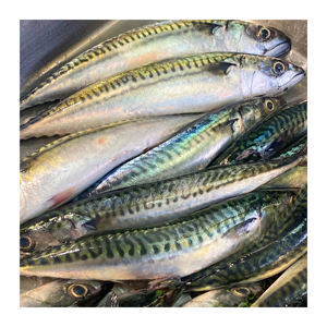 Pescado Congelado: Caballa (Pescado de Mar) |   peces macarelos de ojo grande |   Macarela japonesa - Product Image 1