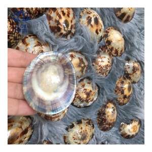 Concha de Limpet de Calidad Confiable, Adecuada para Protección de la Piel y Uso Personal, Forma Pulida Suave para un Contacto Delicado - Product Image 4