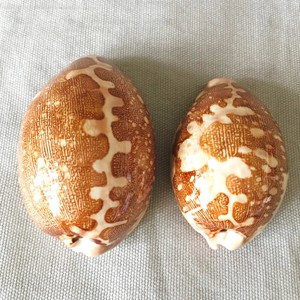 Paquete de conchas de cauri, decoración boho para playa, adornos de conchas marinas naturales, conchas del océano, buen precio - Product Image 1
