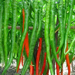 Chiles Verdes y Rojos en Polvo, 100% Puros, Orgánicos, Sin Pulir, de Primera Calidad, Marca Paras, Proveedor de Especias de Exportación de la India, a Granel - Product Image 4