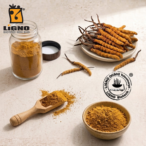 Ophiocordyceps Sinensis LiGNO OCS02 Extracto Puro en Polvo, Suplemento Nutracéutico Activo, Certificado Halal Kosher, Suministro OEM ODM - Product Image 1