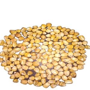 MAÏS JAUNE POUR L'ALIMENTATION DES ANIMAUX DE QUALITÉ SUPÉRIEURE - Product Image 1