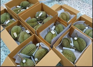 Vente chaude de fruits frais Durian fabriqués au Vietnam de haute qualité prêts à exporter WA84786436556 - Product Image 3