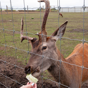 Alta Paddock Pecuária Quintal Alimentação Gado Fio Metal Frame com Pressão Natureza Madeira Tratada Serviço de Modelagem 3D para Farm Fence - Product Image 4