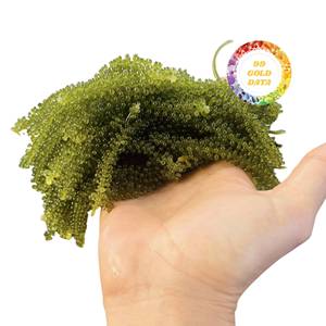 PRECIO DE FÁBRICA Uvas de Mar de Vietnam, Algas Naturales Deshidratadas para Exportación a Granel - Product Image 6