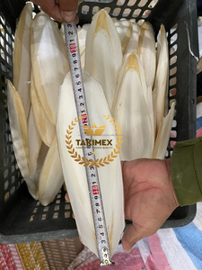 Hueso de sepia Premium para juguetes de pájaros y calcio para reptiles, embalaje OEM de Vietnam - Product Image 3