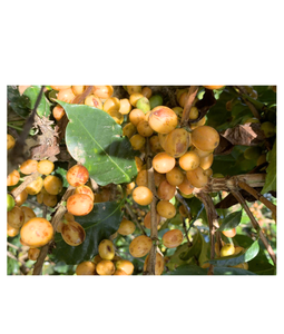 Gaia Caf A+ Grade Roast Coffee Beans <b>Honey</b> <b>Process</b> Robusta MEDIUM Roasted Lam Dong Province Origin Vietnam HACCP Certified - Product Image 4