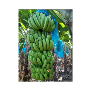 Bananes Cavendish vertes de haute qualité, fraîches de la ferme, produits naturels pour la transformation alimentaire et la distribution commerciale en gros - Product Image 2