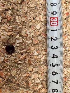 High Quality Dried <b>Crab</b> <b>Shell</b> in Bulk Exported From Vietnam - Product Image 6