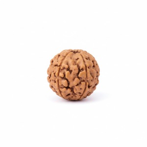 Cuentas de Rudraksha Marrón Natural para Mala, para Pooja, Meditación y Oración, Venta al Por Mayor de la India, Sigma Exports, Modelo 30 - Product Image 1