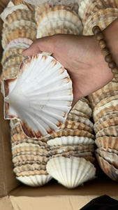 Conchas de Vieira Naturales en Colores Variados de Vietnam para Manualidades DIY // - Product Image 6