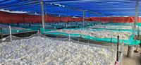Escamas de pescado crudo al por mayor de alta calidad/escamas de pescado de tilapia seca escamas de pescado desmineralizadas OSSEIN