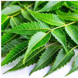 Feuilles de neem fraîches de qualité supérieure Produit agricole - Product Image 5