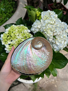 <b>Abalone</b> <b>Shell</b> Jewelry Organizer Luxury Mother Of Pearl Jewelry Organizer for Ring Necklace Storage Elegant Metal Craft Vietnam - Product Image 4