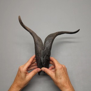 Pares de Cuernos de Cabra Naturales, Acabado Rústico Ecológico, Nueva Colección de Alta Calidad para Decoración y Manualidades - Product Image 5