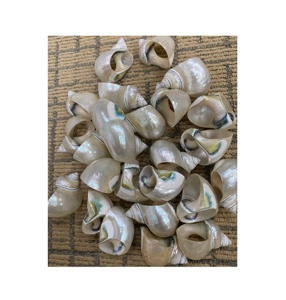 Haute qualité grande perle entière Turbo coquillages pour la maison décorations de mariage et fête coquillage souvenir cadeaux sandy99gdgmailcom - Product Image 2
