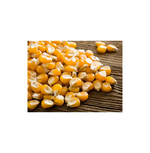 ข้าวโพด GMO คุณภาพสูง พร้อมส่ง ขายส่ง เกรดอาหาร ขายส่งจำนวนมาก คุณภาพพรีเมียม สำหรับส่งออก - Product Image 4