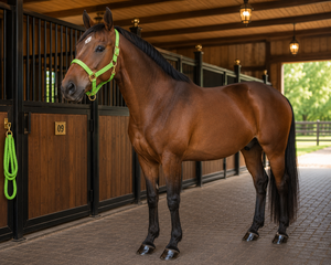 Lime Zest Australian Saddle Style Nylon Rope Horse <b>Halter</b> with Gold Buckles and Rings for Stable Use - Product Image 1