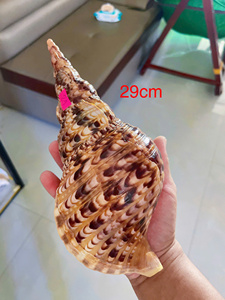 Venta Directa de Fábrica, Material Artesanal de Concha de Trompeta Natural de Tamaño Pequeño, Buen Precio - Product Image 2