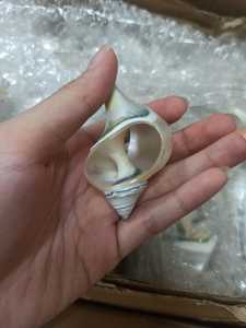 Natural <b>Conch</b> Shell Eco-Friendly Napkin Holder <b>Rings</b> Novelty Wedding Table Decoration OEM Custom Semi-Circle Shape Accessories - Product Image 4