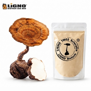 LiGNO TM02 Polvo de Sclerotium de Hongo Leche de Tigre (Lignosus Rhinocerus) 100% Puro, Secado en Frío, Grado Alimenticio, Cultivo Artificial - Product Image 1
