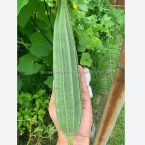 Courge de montagne fraîche de qualité supérieure, légume biologique, approvisionnement direct de la ferme, qualité export, courge de montagne verte du Bangladesh, Agro - Product Image 2