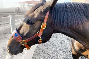 Cabestro de cuero estilo inglés para caballo con costuras decorativas, acolchado, hebillas de latón, ajustable, con cierre de broche en la barbilla y garganta - Product Image 3