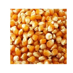 Maïs jaune séché non glutineux, graines matures, qualité alimentaire en vrac pour animaux - Product Image 2