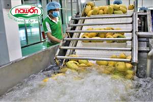 Produit pétillant haut de gamme saveur mangue en conserve 250ml faible quantité minimale de commande échantillon gratuit en gros au Vietnam ISO HALAL - Product Image 6