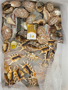 Wholesale Beach Decoration Natural Mixed Sea Shells Craft Sea Shell Conch Shells Plated Jewelry Making for Crafts and Souvenirs - Product Image 5