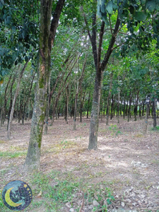 60% DRC Latex liquide concentré de caoutchouc Latex naturel pour gants industriels matelas et oreillers origine vietnamienne - Product Image 4