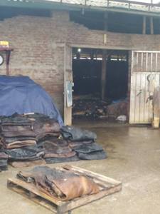 Piel de vaca salada húmeda en oferta, piel de vaca de color natural, piel de vaca para uso alimentario, cuero Kim Vuong de doble cara y grosor. - Product Image 4