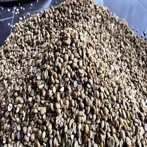 Granos de Café Arábica Indio Recién Tostados, Grado 1, Empaque de 1 kg para Distribuidores de Café, Negocios de Hostelería, Profesionales - Product Image 5