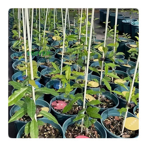 Wholesale Lightweight <b>Tomato</b> Plant <b>Support</b> Stake Small Greenhouse Shed for Plantation Farm Fence Post - Product Image 1
