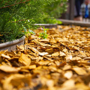 Copeaux de bois de pin en gros pour fumer / Copeaux de bois de pin / Copeaux de bois pour fumoir à cocktails disponibles à prix de gros Autriche - Product Image 4