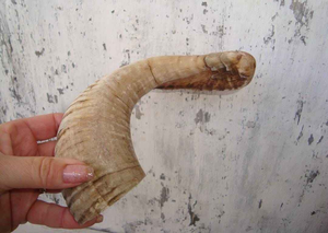 Shofar en corne de Kudu naturelle, fait main, pour la musique et les usages religieux, Shofar casher, Polishedagate - Product Image 3