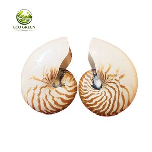 Concha de Nautilus Rara, Calidad Premium, Espiral Natural del Océano, Decoración de Lujo, Regalo Coleccionable, Artefacto Marino Único para Exhibición - Product Image 1