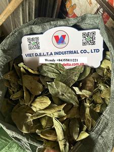 Té de hojas de Graviola de Vietnam, hojas de Guanábana naturales secadas al sol, té de hierbas empaquetado a granel para OEM y exportación - Product Image 6