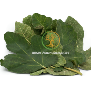Feuilles de figuier/Ficus carica/Anjeer ke Pattay - Product Image 2