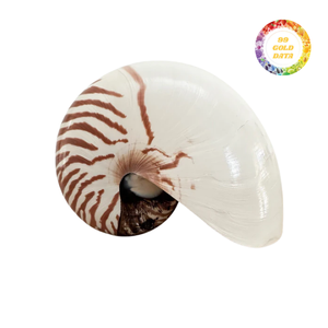 Conchas de Nautilus Premium con Cámaras para Decoración Interior de Lujo y Exhibición Artística, Venta al Por Mayor de Alta Calidad - Product Image 6