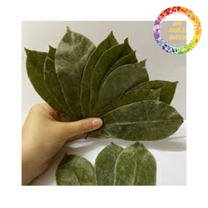 High Quality Dried Soursop Leaves for Herbal <b>Tea</b> Graviola Leaves Export - Product Image 4