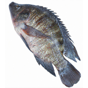 Tilapia Roja Seca Natural Ahumada y Colgada de Alta Calidad - Product Image 3