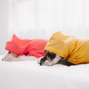 Manteau de pluie imperméable pour chien de créateur avec fentes d'aération, vêtements pour animaux de compagnie - Product Image 6