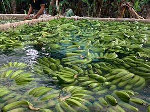 <b>Fresh</b> Cavendish <b>Banana</b> Sweet Vietnam Fruit Ideal for Direct Sale and Online Fruit Shops - Product Image 5