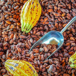 Venta al por Mayor de Granos de Cacao Secados al Sol, Granos de Cacao Fermentados Naturales a Granel para Fábricas de Chocolate y Confitería, Disponibles Ahora - Product Image 2
